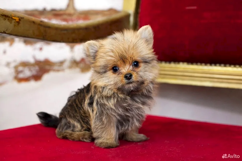 Yorkie and Spitz mix