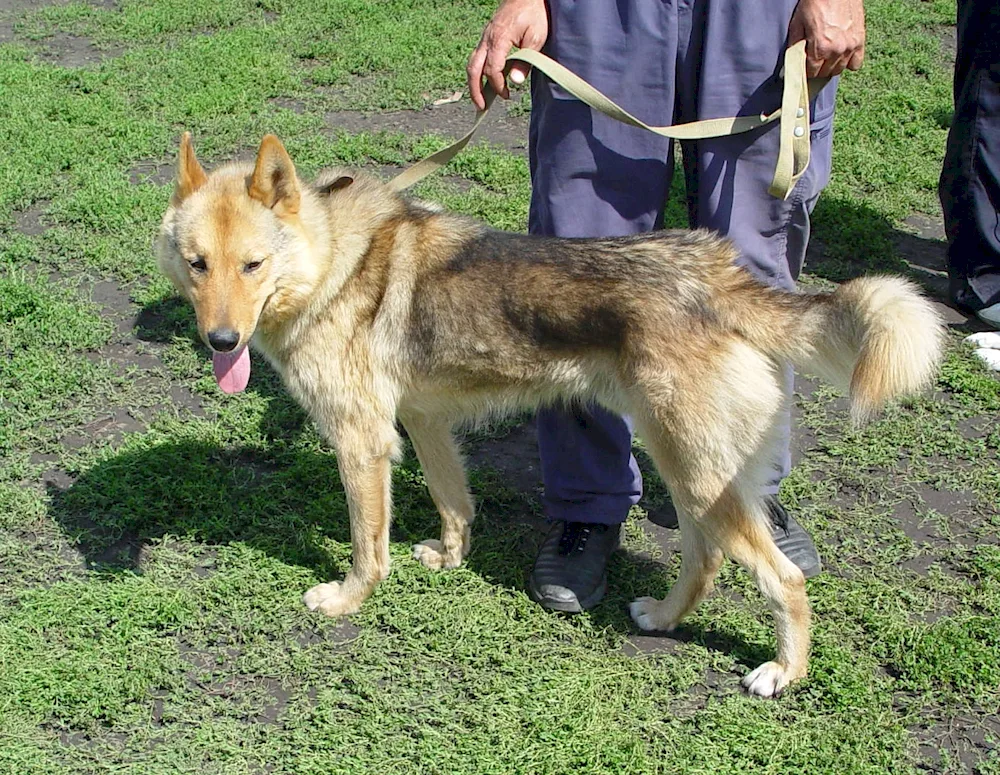 Métis husky and sheepdog