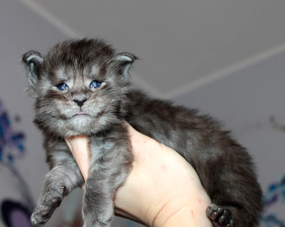 Maine Coon mix