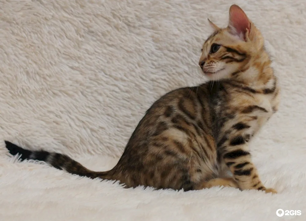 Maine Coon and Bengal