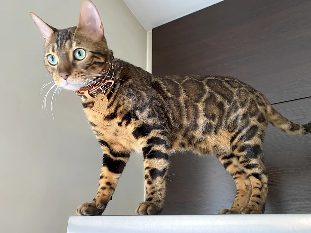 Maine Coon/Bengal mix