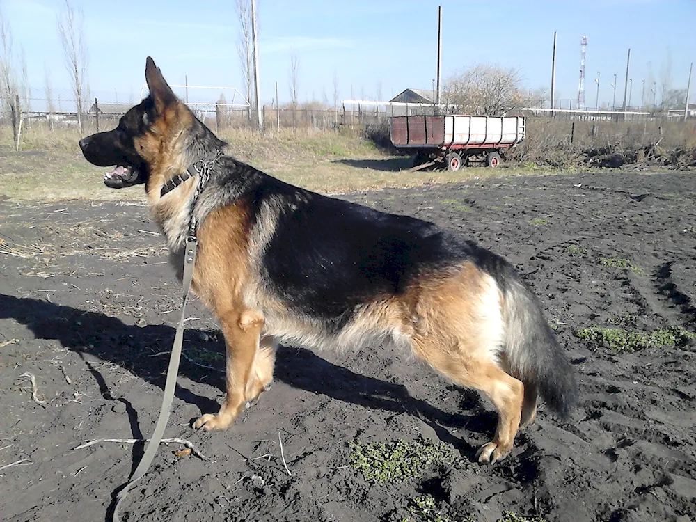 German and Eastern European Shepherd Métis husky and Shepherd Métis Stafford and Shepherd Métis puppy Eastern European Shepherd 2 months old Métis