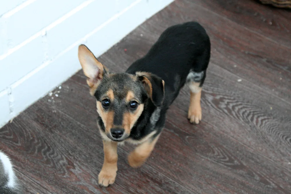 Dachshund and sheepdog mix