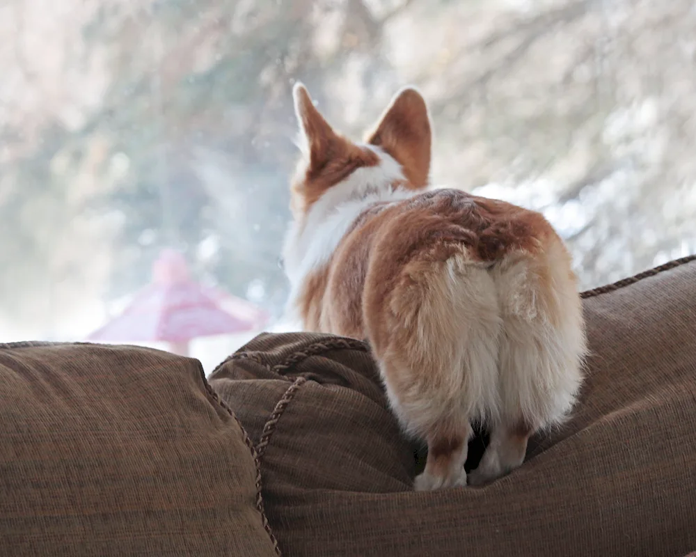 Welsh corgi Pembroke