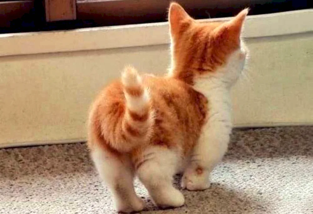 Kitty's butt