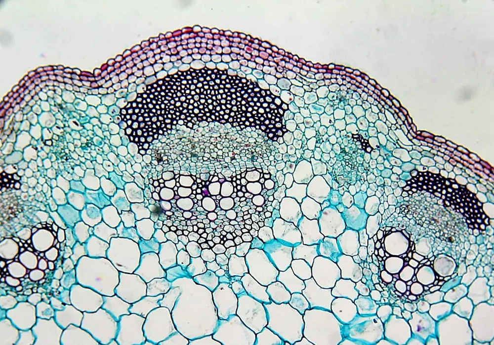 Circasone cross section