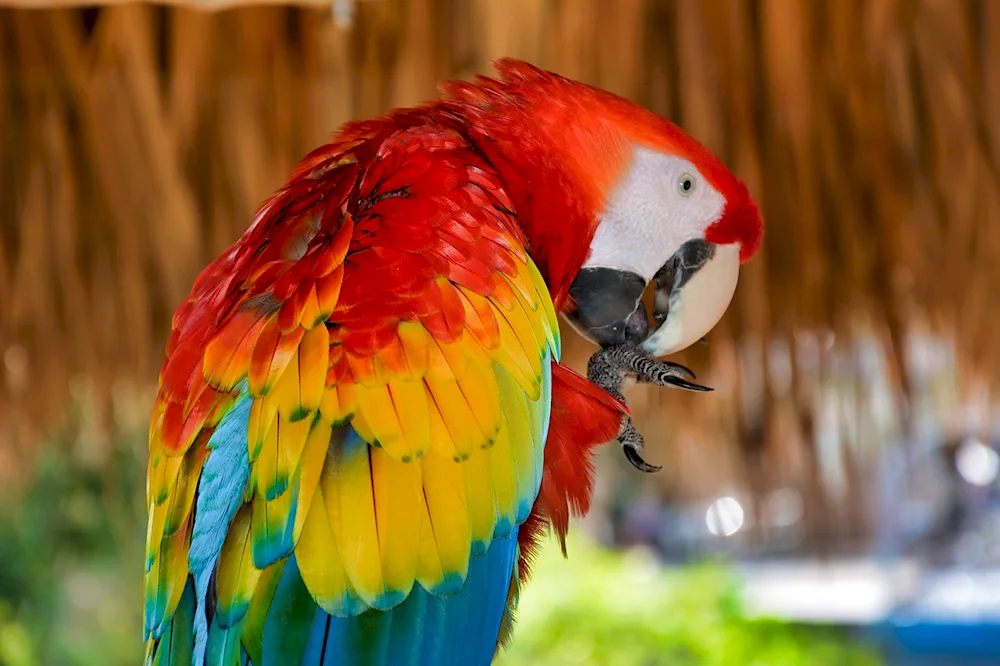 Senegalese parrot parrot