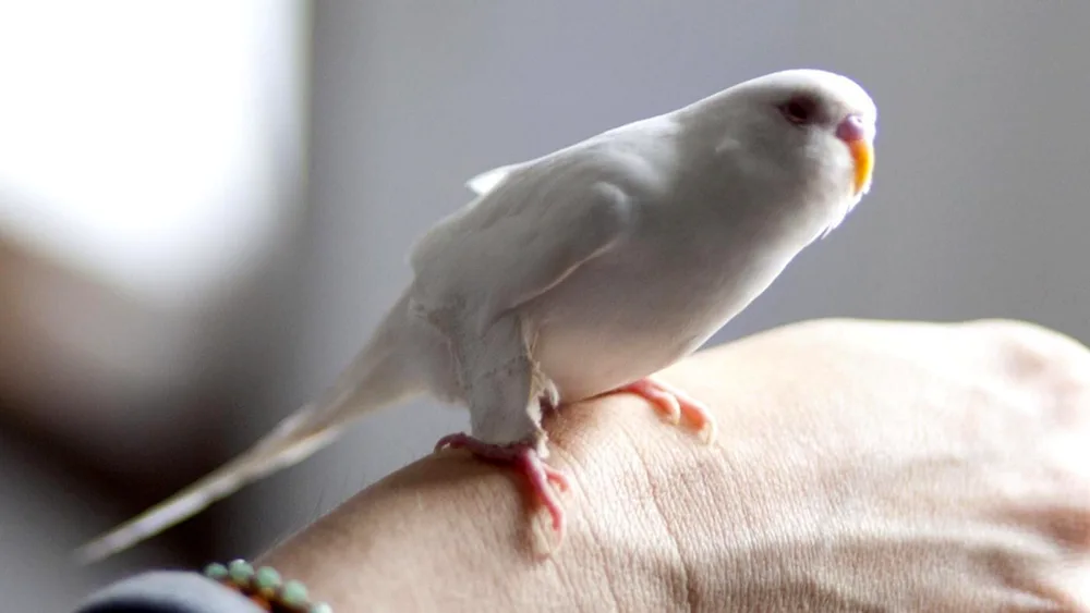 Albino Parrot