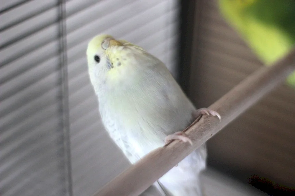 Albino Parrot