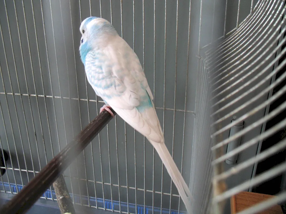 Albino wavy parrot