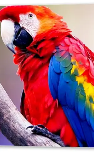 Parrot ara