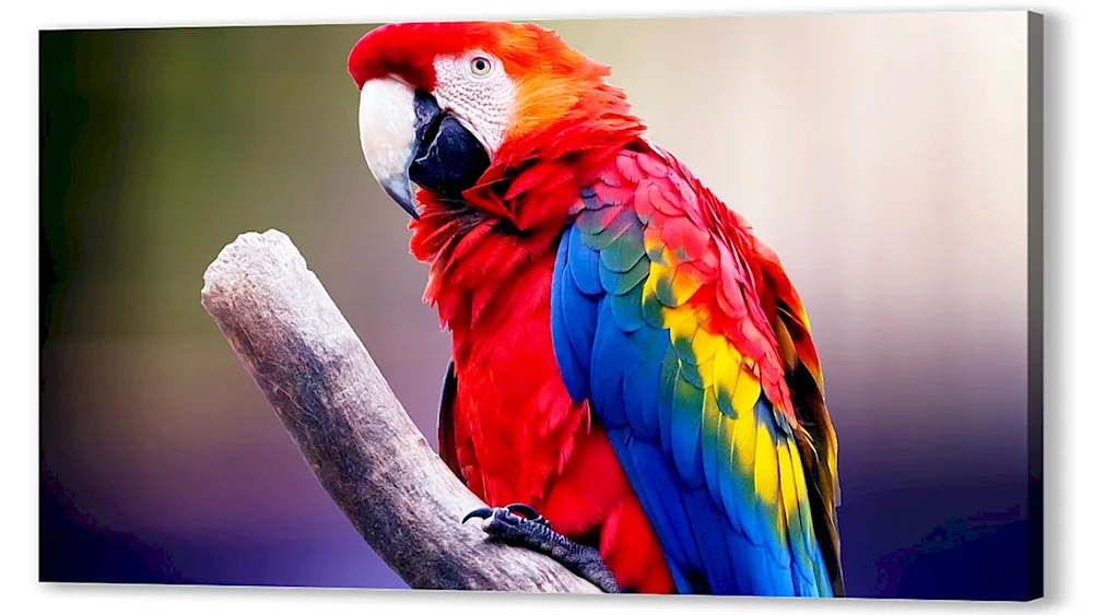 Parrot ara