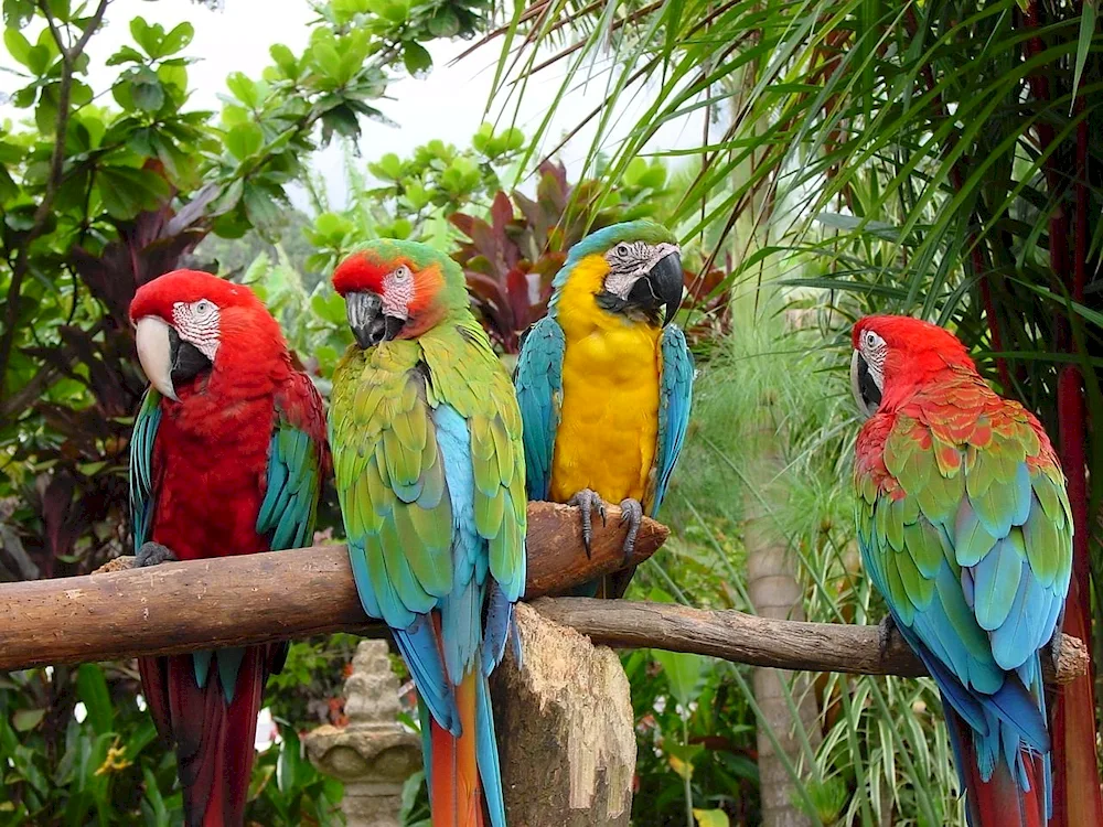 Wavy parrots