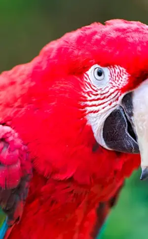 Parrot Ara