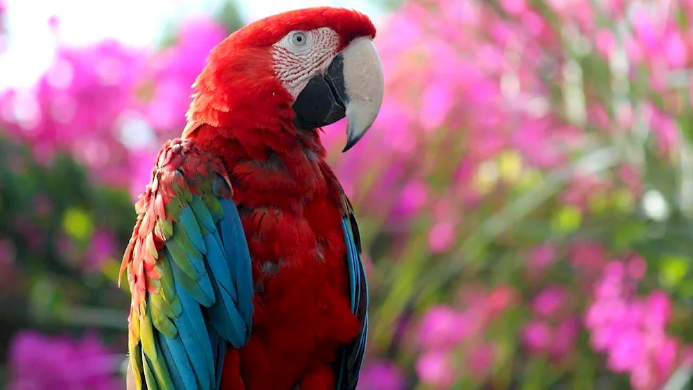 Pink Cockatoo Gala