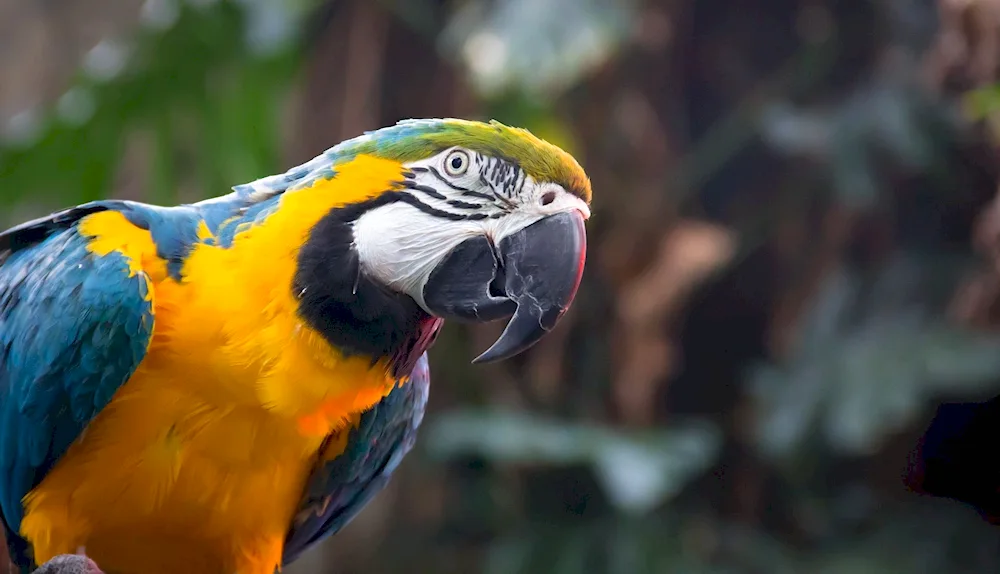 Golden aratinga