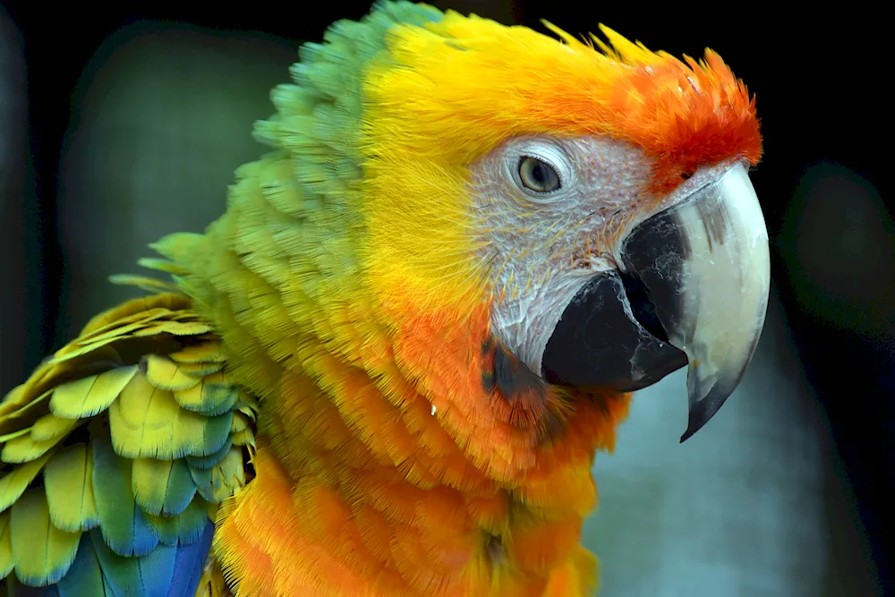 Golden aratinga