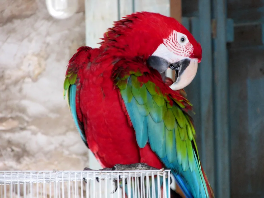 Blue-fronted arating parrot