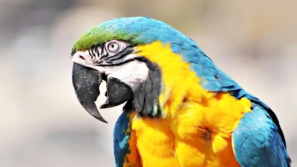 Parrot Jaco