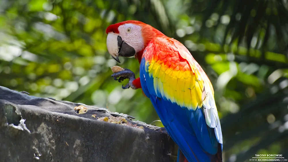 Red-banded parrot