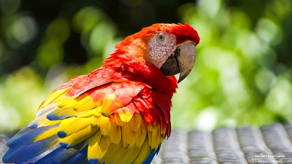 Parrot lorikeet blue