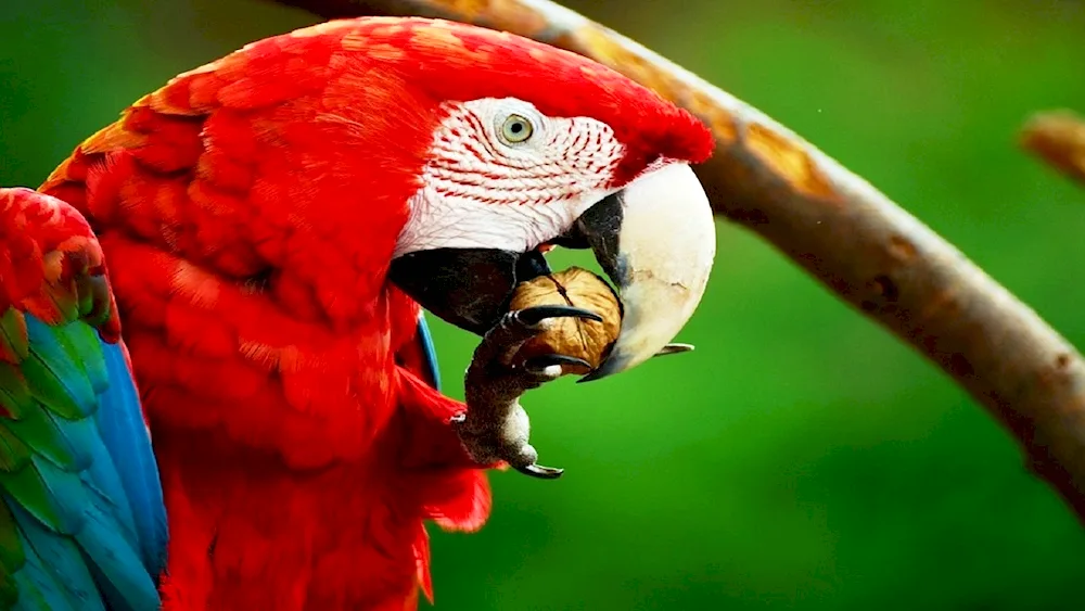 Electus parrot