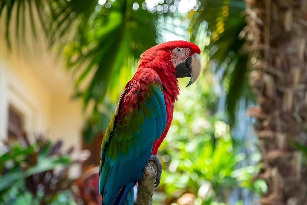 Tropical parrot