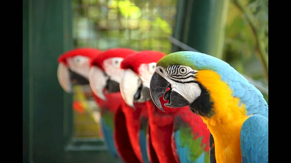 Birds in the Zoo