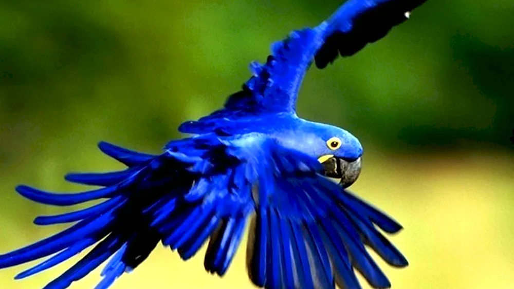 Blue parrot ara