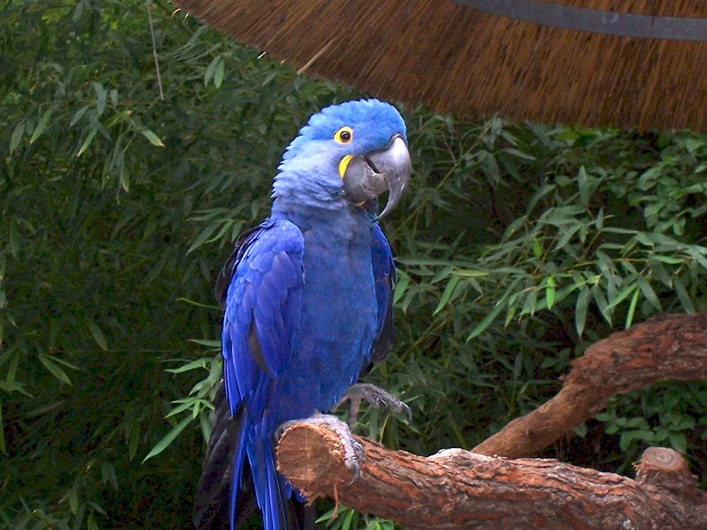 Hyacinth parrot ara