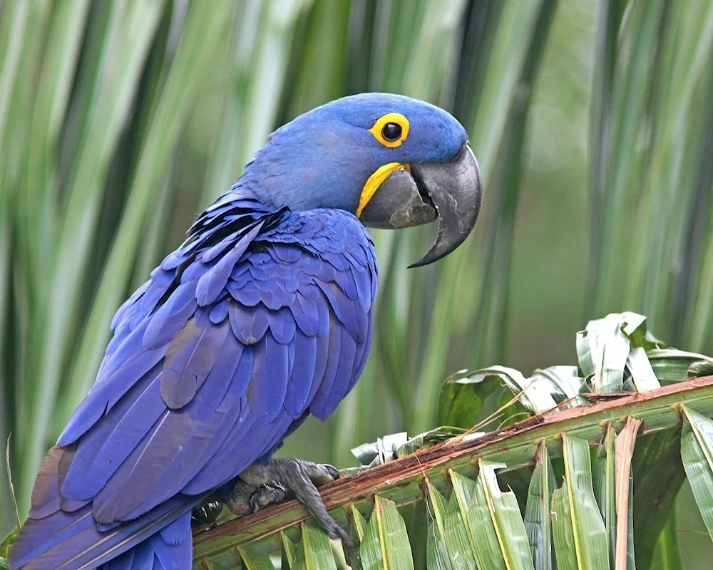 Hyacinth parrot ara