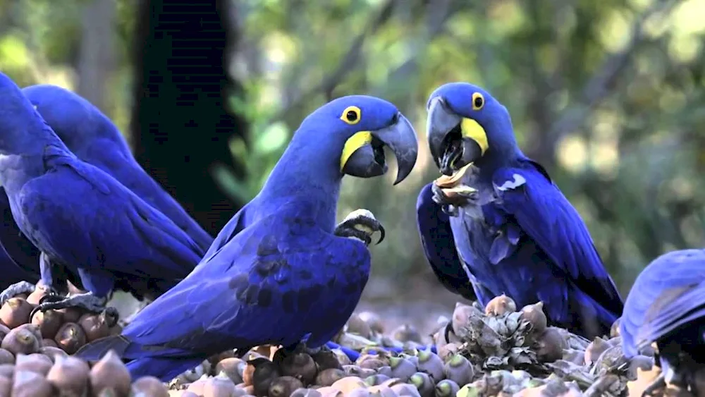 Parrot ara Ara hyacinth parrot