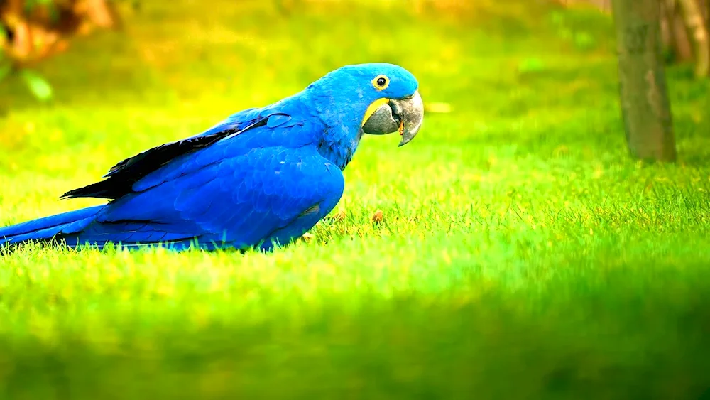 Blue parrot ara