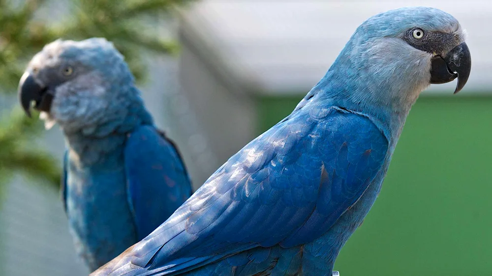 Rosella parrot