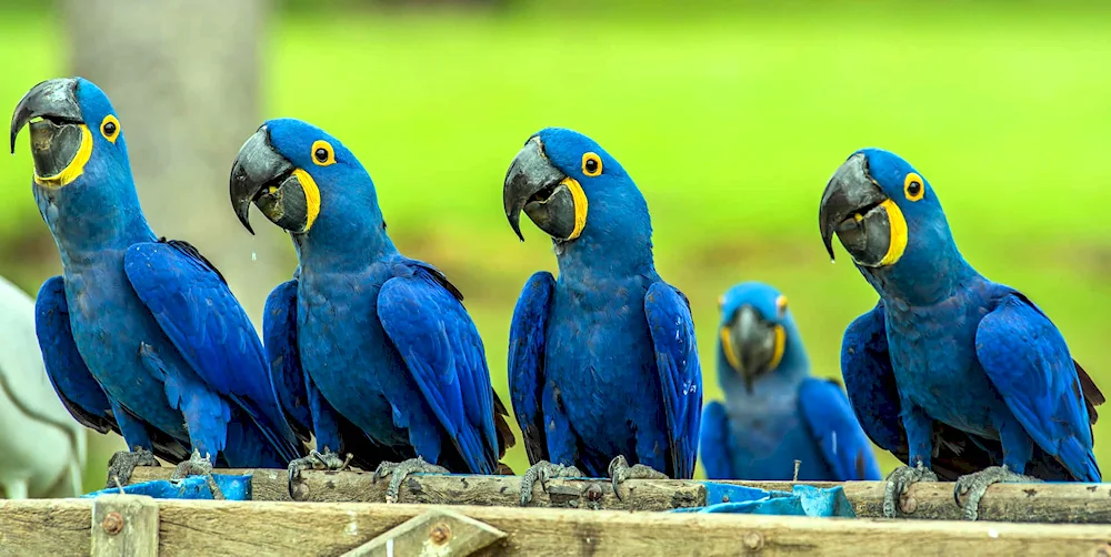 Ara hyacinth parrot