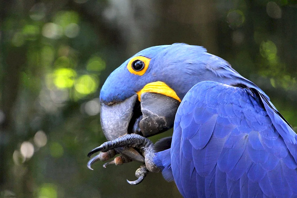 Ara hyacinth parrot