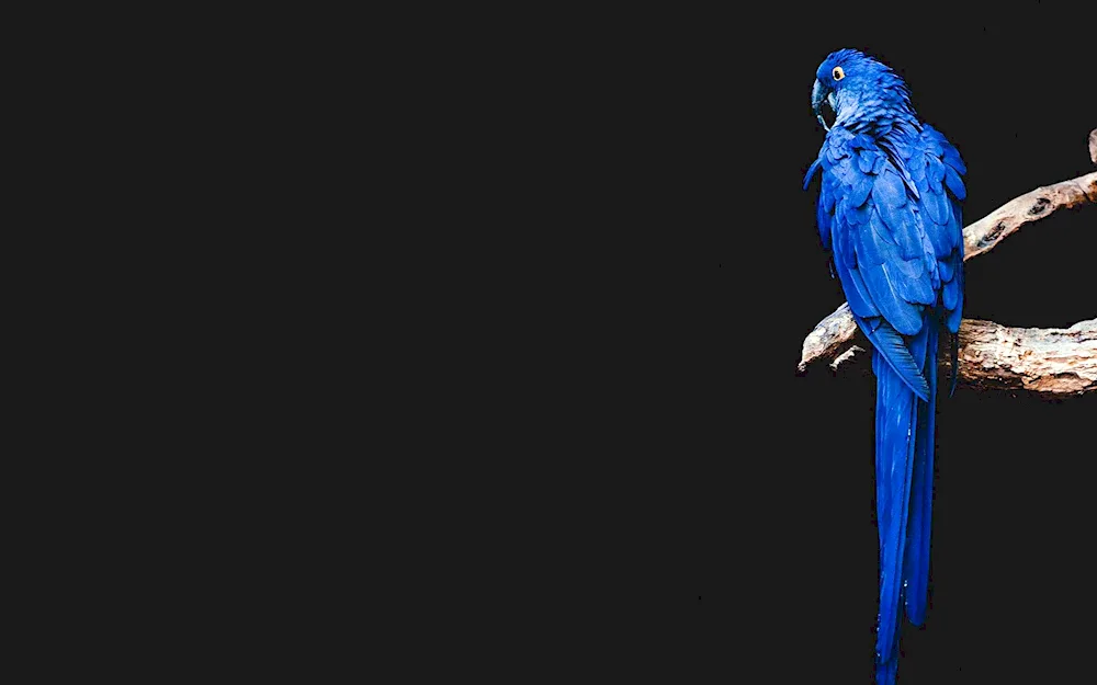 Ara hyacinth parrot