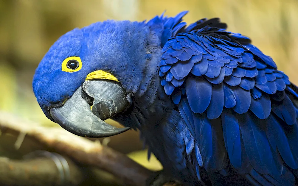 Ara hyacinth parrot