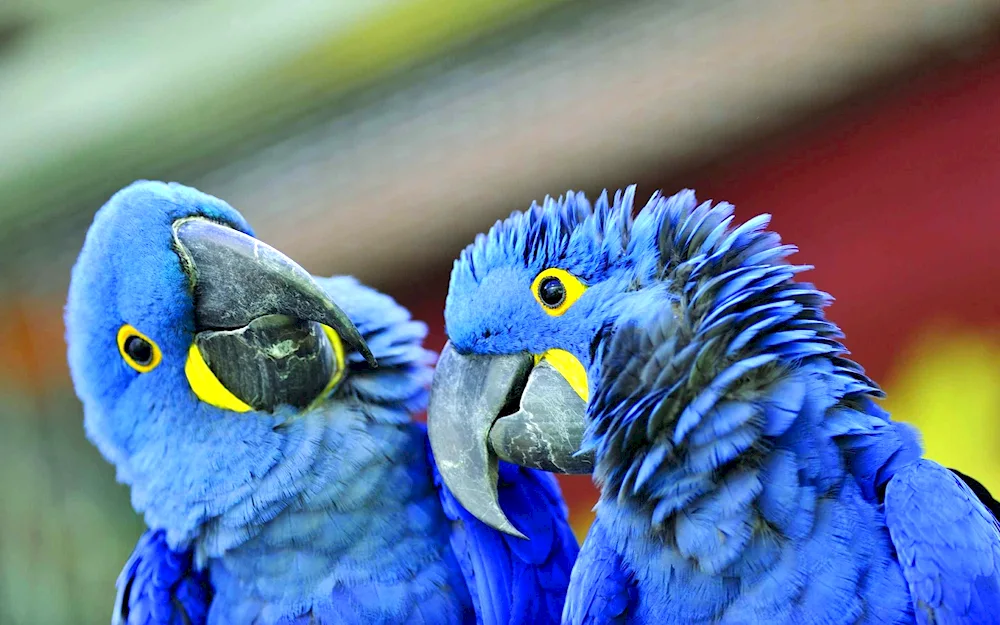 Cockatoo parrots