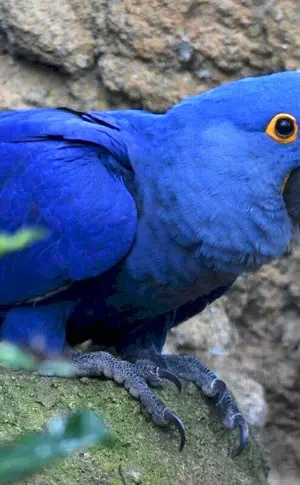 Hyacinth parrot