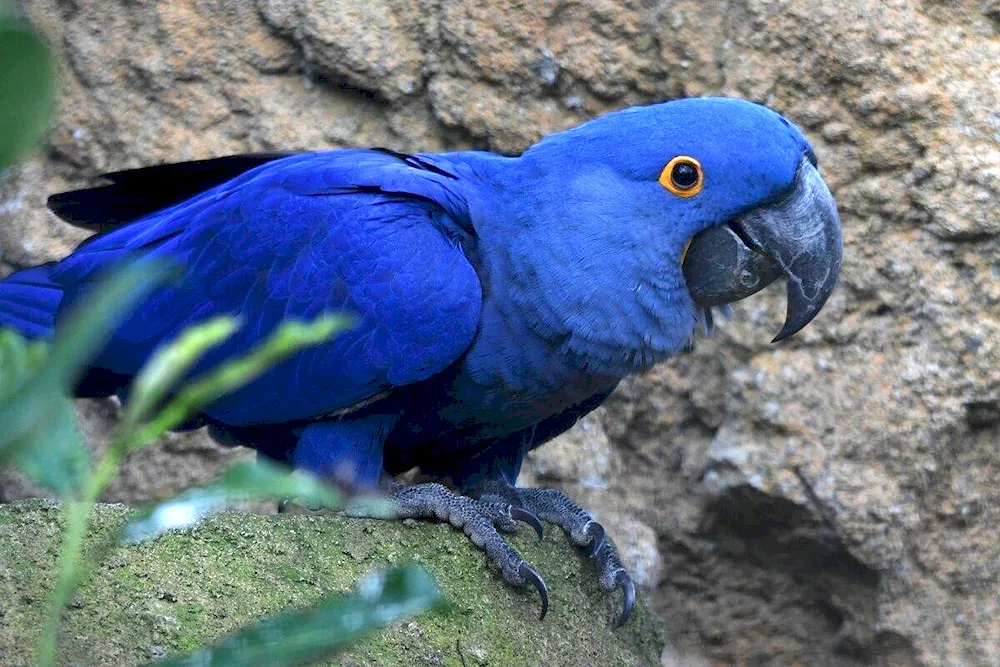 Hyacinth parrot