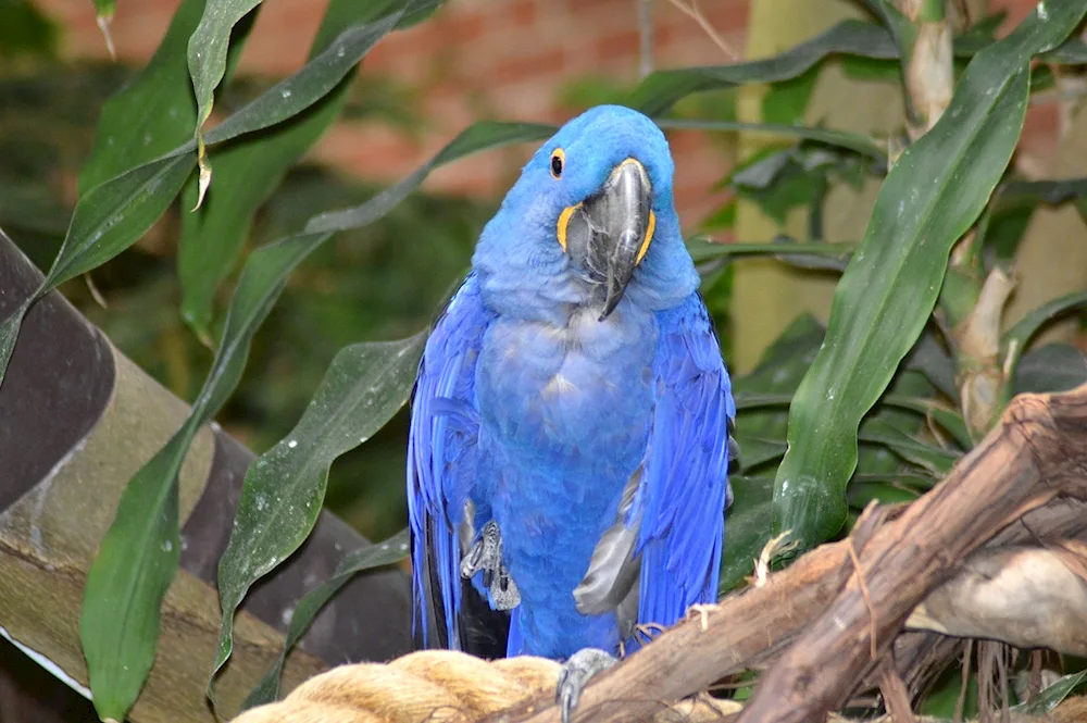 Hyacinth parrot