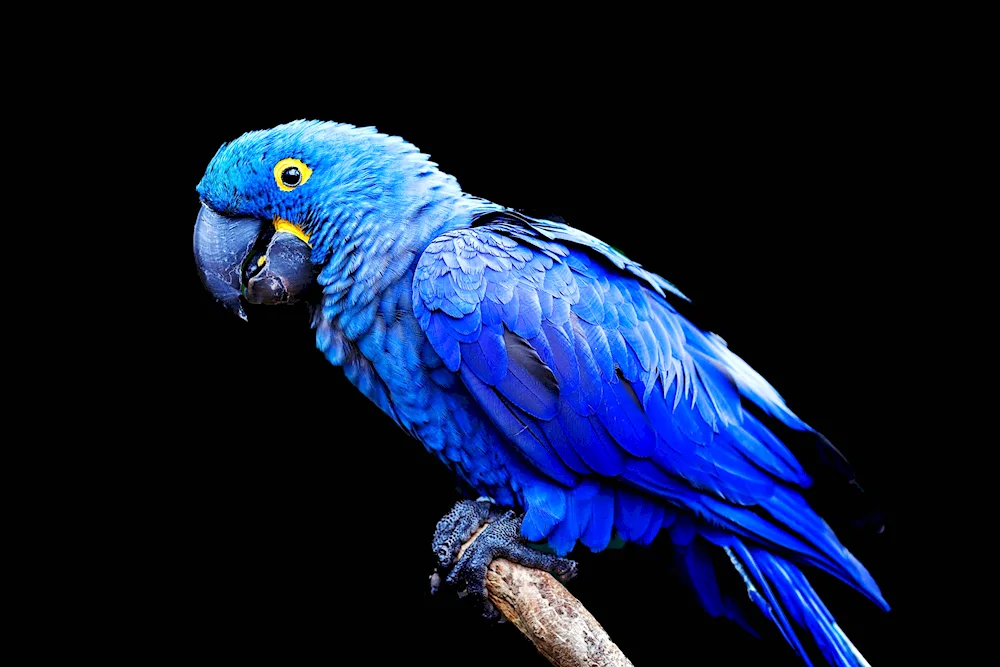 Hyacinth parrot ara