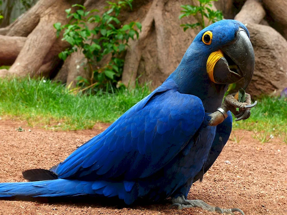 Hyacinth parrot ara