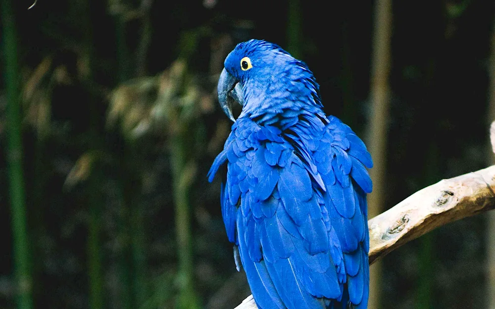 Hyacinth parrot ara