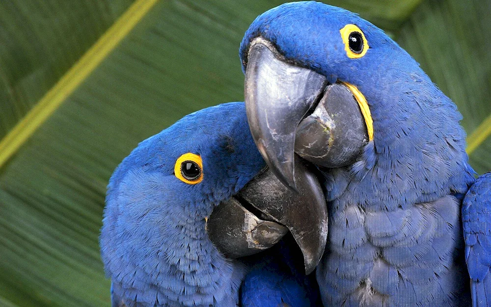 Hyacinth parrot ara