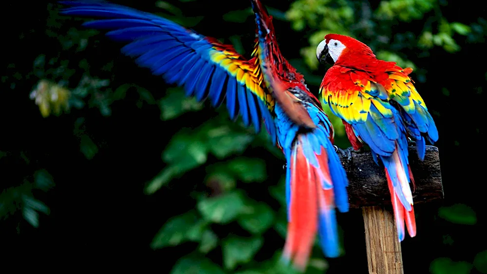 Red ara parrot