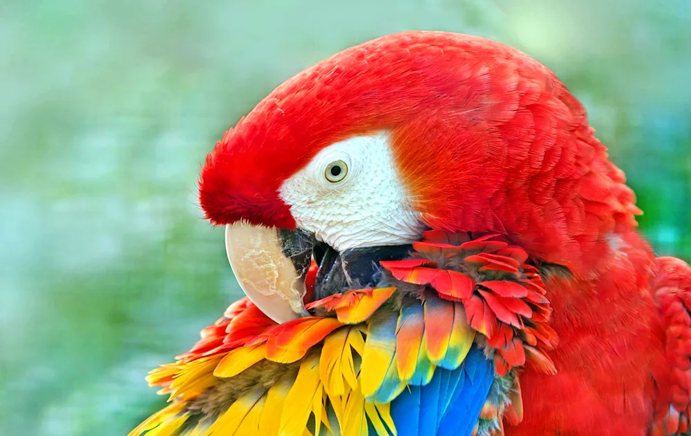 Parrot Ara red