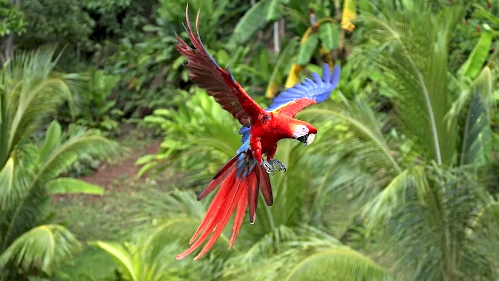 Selva parrot ara