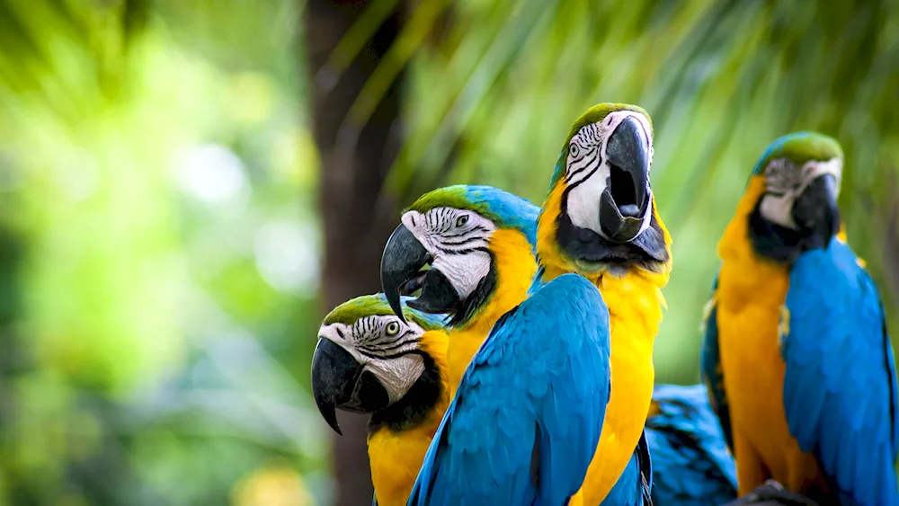 Bathing parrot parrot